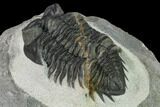 Coltraneia Trilobite Fossil - Huge Faceted Eyes #154338-4
